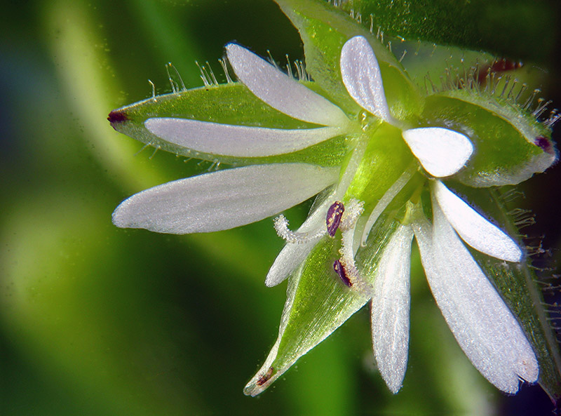 Stellaria media / Centocchio comune